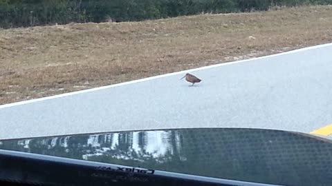 Bird Dances Across Street In Tune With Nirvana Song