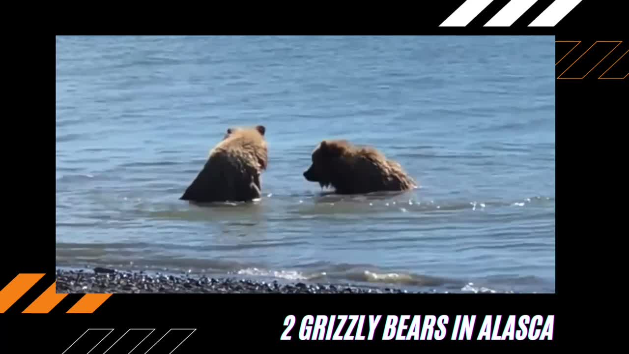 Two grizzly Bears fighting for territory in Alasca