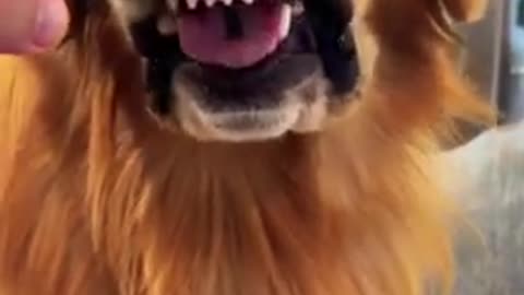 The golden retriever dental check!!! Cute smart and brave!!#short