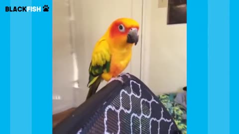 Try Not To Laugh Challenge - BEST FUNNY PARROTS COMPILATIONp8