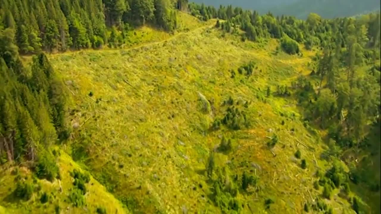 Now What, Macron? Europe Experiences a Huge Boom of Deforestation