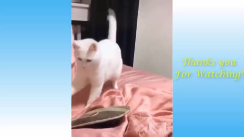 Funny and cute cat's videos 🐹