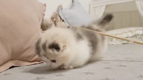 Cute short paw cat