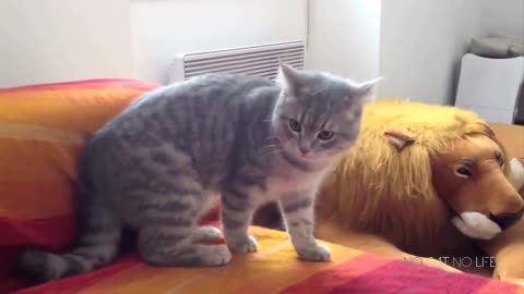 Funny Cats Compilation (Most Popular)