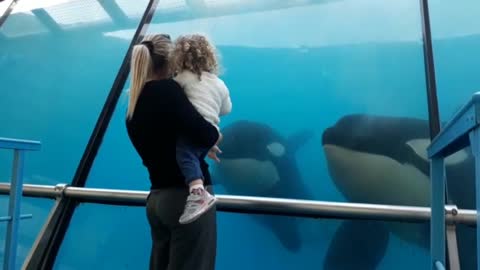 Little girl who trains orcas