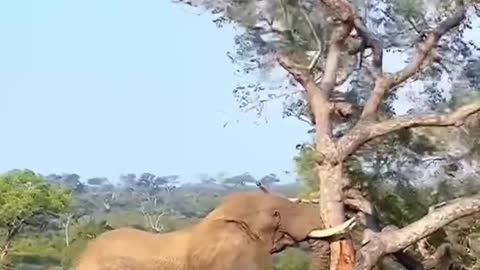 Power of elephant