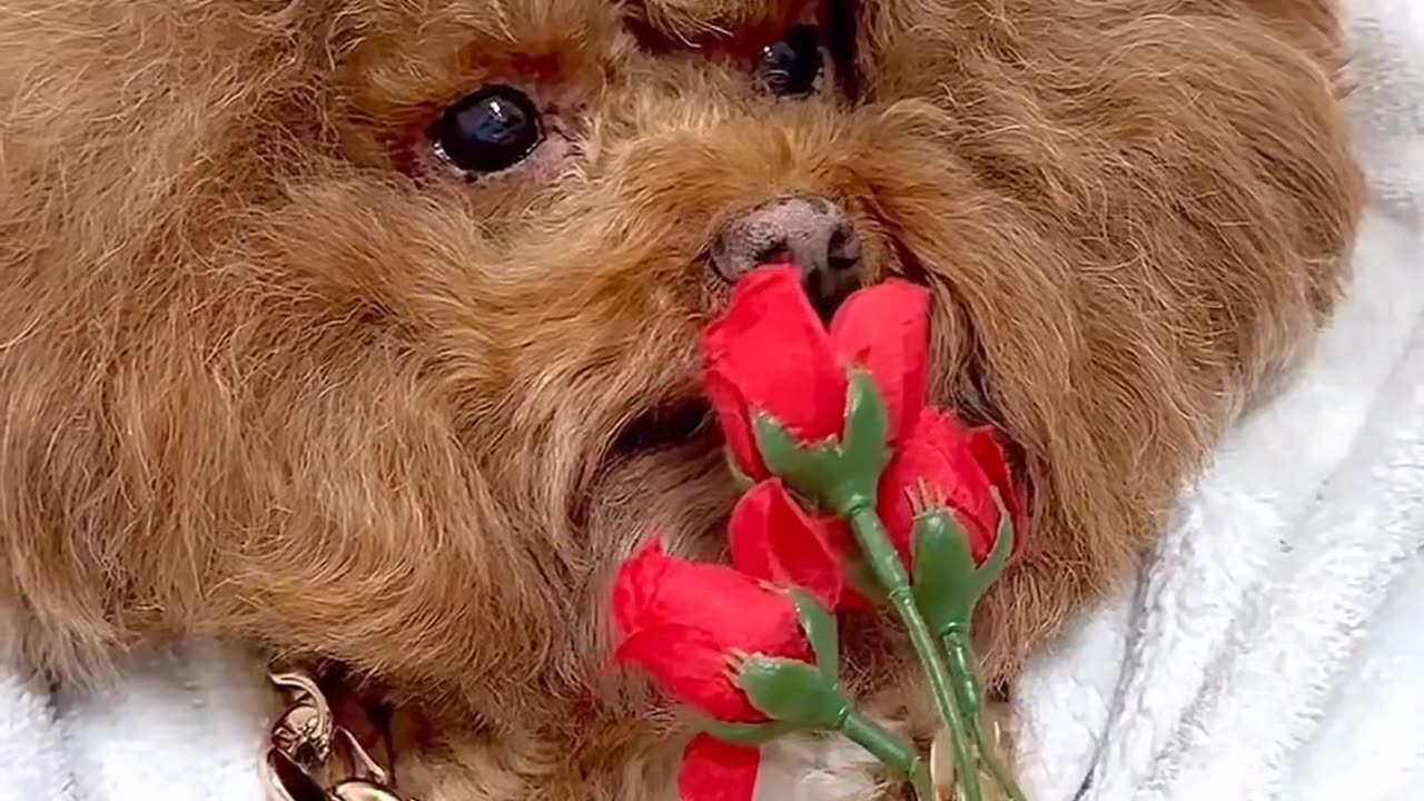 Cute Dog Romantic