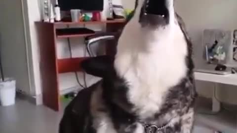 When doggy wants food