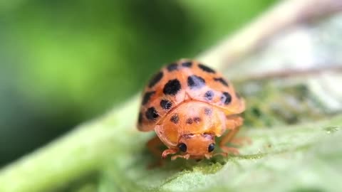 A very cute orange ladybug feeding of a leaf