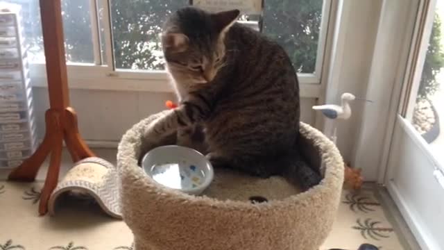 video / cat-bathing-with-water-