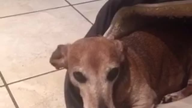 Brown dog in dog bed laying down