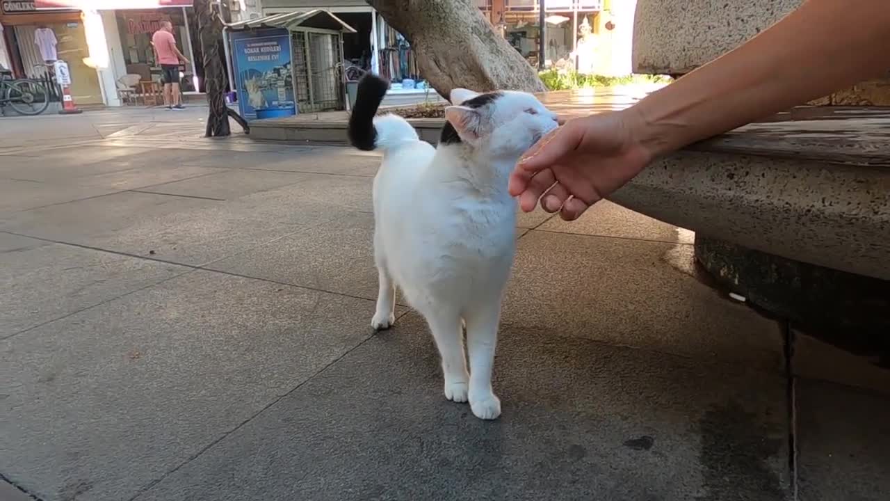 Odd eyed cat has an amazing beauty