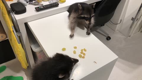 Raccoons Sharing Grapes