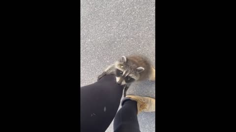 Wild baby raccoon climbs up woman's leg