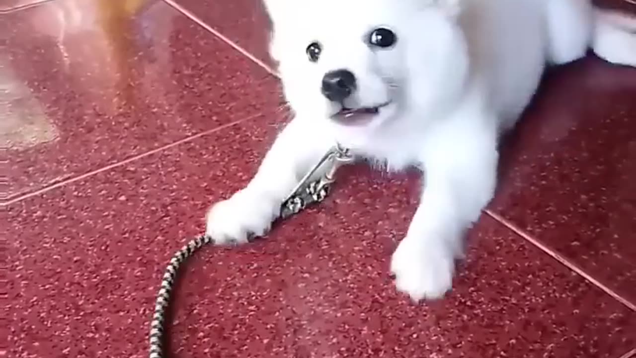 Cute dog