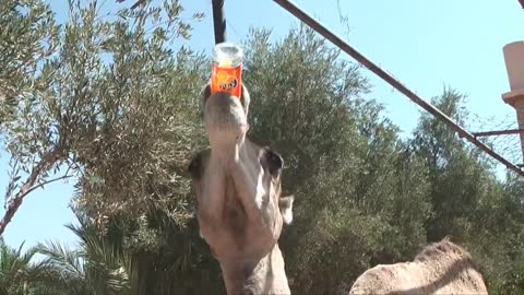 Camel drinking Fanta