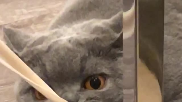 Crazy Kitten vs. Ribbon: Who Wins?