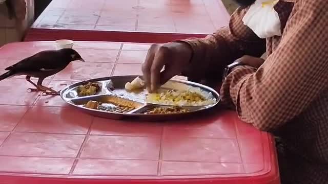 Man and bird share food from the same plate ||||