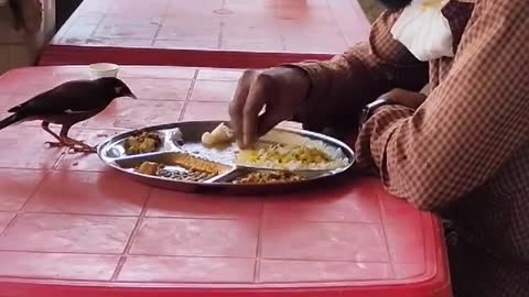 Man and bird share food from the same plate ||||