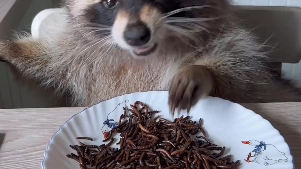 Dinner party with a raccoon and his food