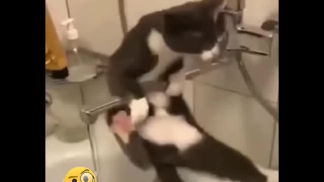 Funniest Cats 😹 - Don-t try to hold back Laughter 😂 - Funny Cats Life 19