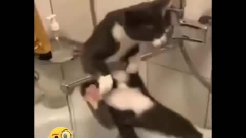 Funniest Cats 😹 - Don-t try to hold back Laughter 😂 - Funny Cats Life 19