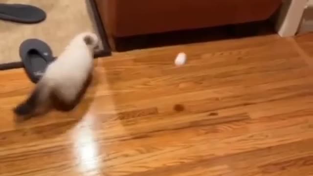 My cat is playing with ball