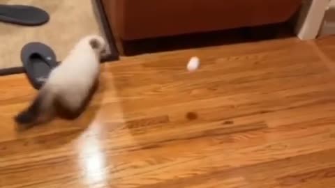 My cat is playing with ball