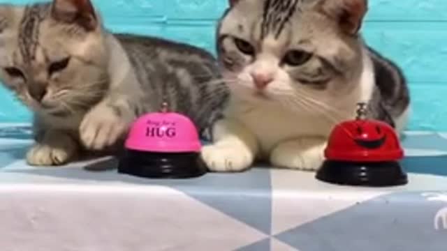 Lovely Cat, black cat, cats, funny cats, funny cat videos 1315