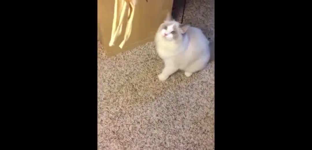 fat puppet cat who loves sports [daily video of Jiumei super cute]