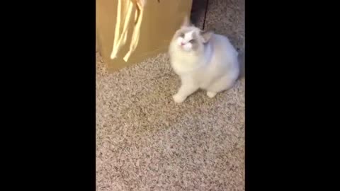 fat puppet cat who loves sports [daily video of Jiumei super cute]