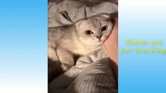 Top funniest animal’s