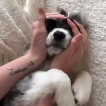 Extremely cute dog playing with its owner-