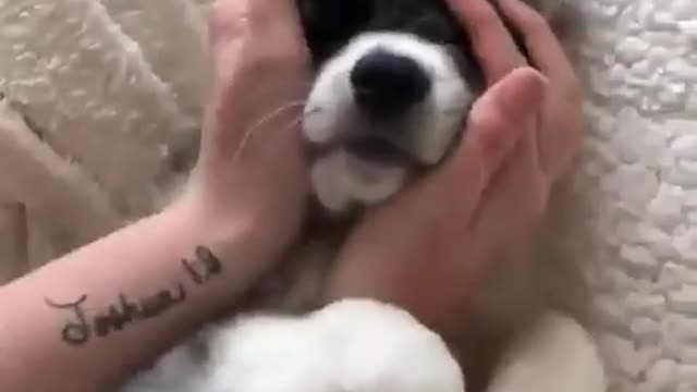 Extremely cute dog playing with its owner-