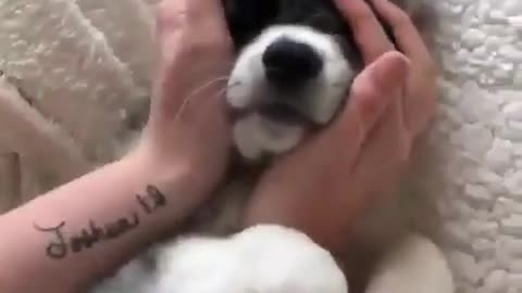 Extremely cute dog playing with its owner-