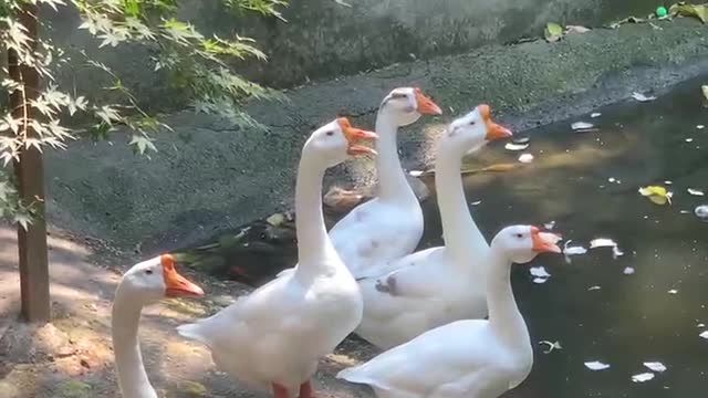 White Swan watching the sunrise