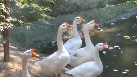 White Swan watching the sunrise