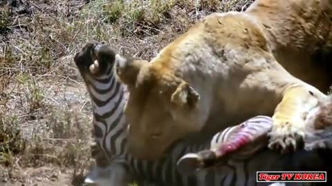 A fierce battle between a lion and a zebra