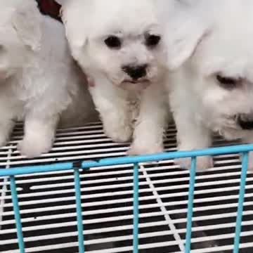 Funny Puppy Videos|Cute Puppy Video