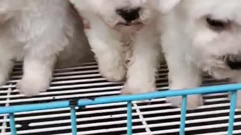 Funny Puppy Videos|Cute Puppy Video