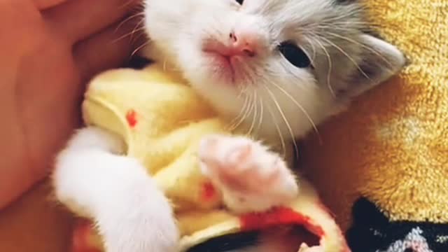 Cute cat sleepy mood I want to sleep