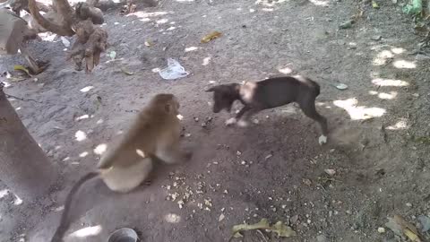 Monkey vs Dog