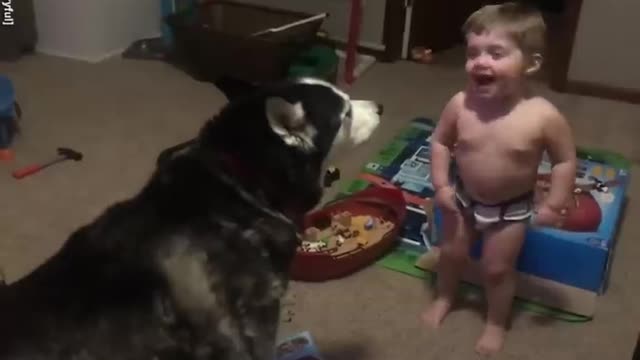 Baby and husky howl together