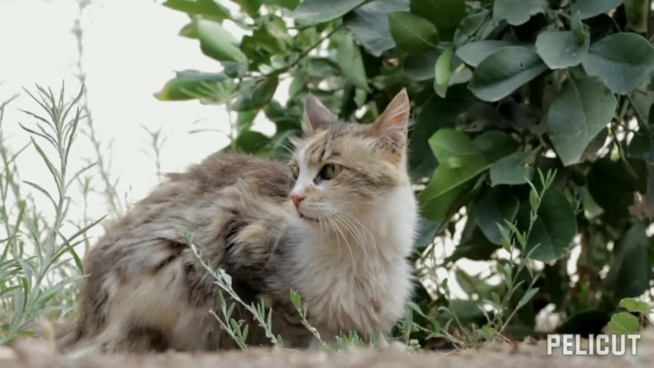 So cute and sweet cat