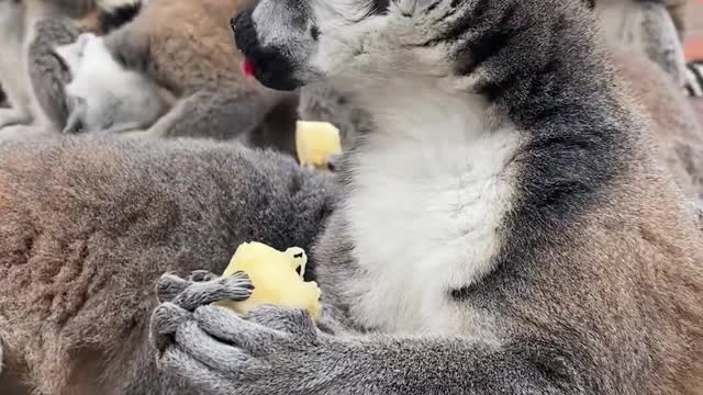 The adorable ring-tailed lemur