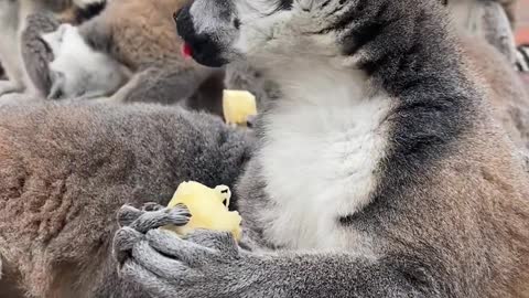 The adorable ring-tailed lemur