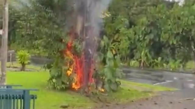 Lightning Bolt Sets Tree on Fire in Hawaii #Shorts