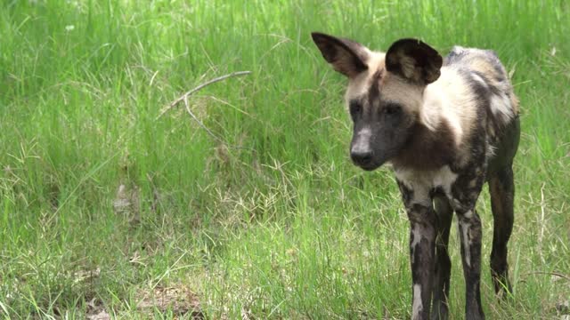 African wild dog walking around on a grass field