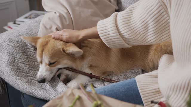 Puppy helps Gardening