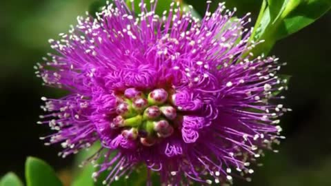 looking at the flowers